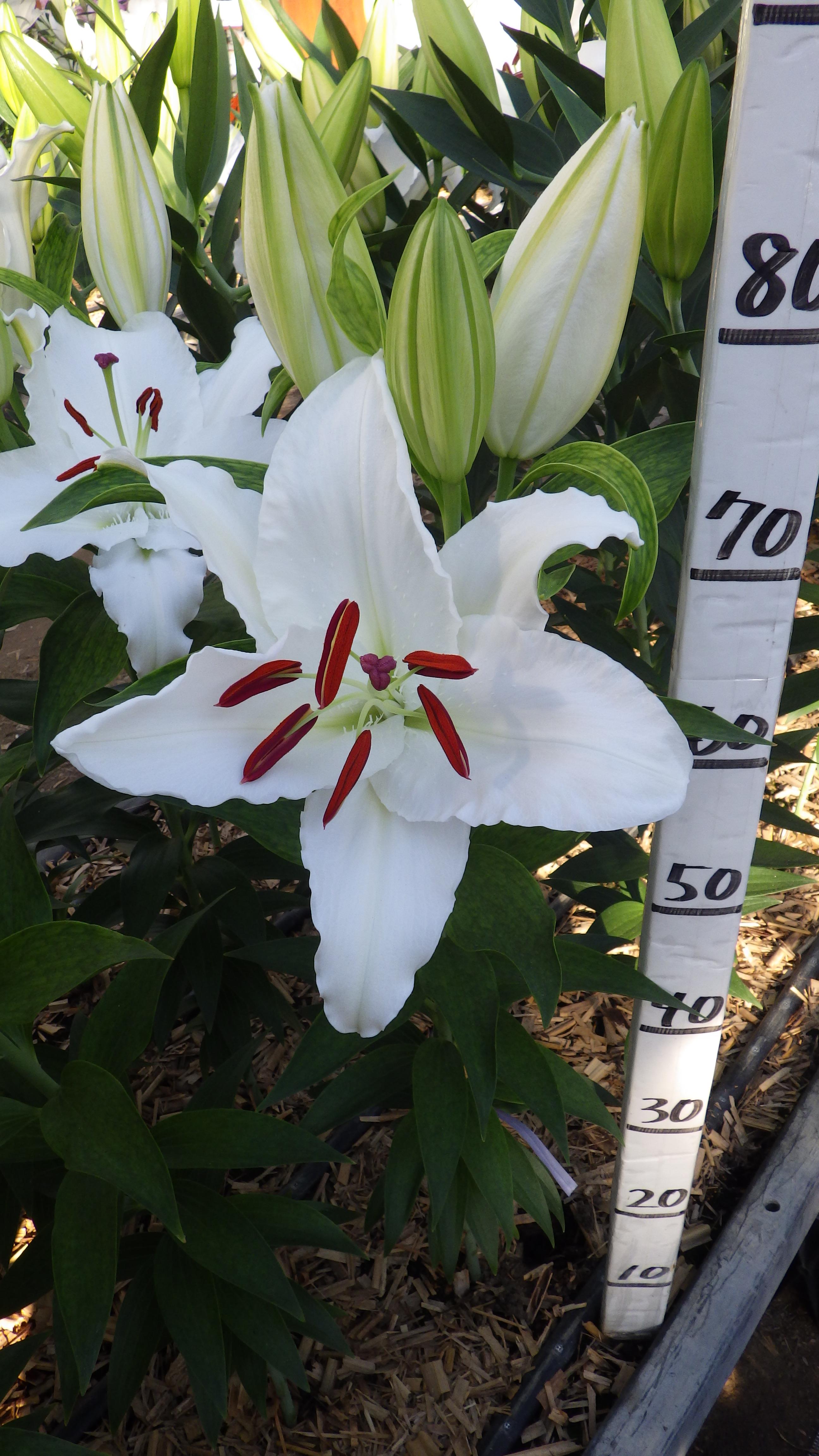 ホワイトバルーンズ